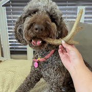 Deer Antler Dog Chews | Organic Chews for Dogs - Pristine Pet Supply