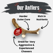 Deer Antler Dog Chews | Organic Chews for Dogs - Pristine Pet Supply