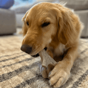 Deer Antler Dog Chews | Organic Chews for Dogs - Pristine Pet Supply
