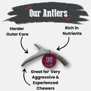 Deer Antler Dog Chews | Organic Chews for Dogs - Pristine Pet Supply