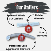 Elk Antler Dog Chews | All-Natural Whole and Split Elk Antler Chews for Dogs - Pristine Pet Supply