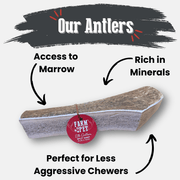 Elk Antler Dog Chews | All-Natural Whole and Split Elk Antler Chews for Dogs - Pristine Pet Supply