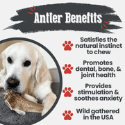 Elk Antler Dog Chews | All-Natural Whole and Split Elk Antler Chews for Dogs - Pristine Pet Supply