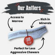 Elk Antler Dog Chews | All-Natural Whole and Split Elk Antler Chews for Dogs - Pristine Pet Supply