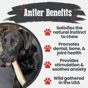 Elk Antler Dog Chews | All-Natural Whole and Split Elk Antler Chews for Dogs - Pristine Pet Supply