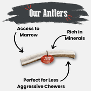Elk Antler Dog Chews | All-Natural Whole and Split Elk Antler Chews for Dogs - Pristine Pet Supply