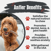 Elk Antler Dog Chews | All-Natural Whole and Split Elk Antler Chews for Dogs - Pristine Pet Supply