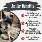 Elk Antler Dog Chews | All-Natural Whole and Split Elk Antler Chews for Dogs - Pristine Pet Supply
