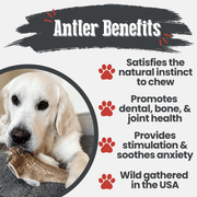 Elk Antler Dog Chews | All-Natural Whole and Split Elk Antler Chews for Dogs - Pristine Pet Supply