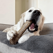 Elk Antler Dog Chews | All-Natural Whole and Split Elk Antler Chews for Dogs - Pristine Pet Supply