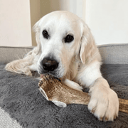 Elk Antler Dog Chews | All-Natural Whole and Split Elk Antler Chews for Dogs - Pristine Pet Supply