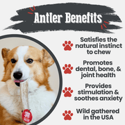 Elk Antler Dog Chews | All-Natural Whole and Split Elk Antler Chews for Dogs - Pristine Pet Supply