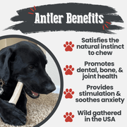 Elk Antler Dog Chews | All-Natural Whole and Split Elk Antler Chews for Dogs - Pristine Pet Supply