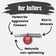 Elk Antler Dog Chews | All-Natural Whole and Split Elk Antler Chews for Dogs - Pristine Pet Supply
