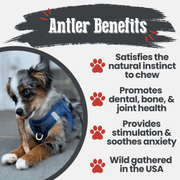 Elk Antler Dog Chews | All-Natural Whole and Split Elk Antler Chews for Dogs - Pristine Pet Supply