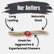 Reindeer Antler Dog Chews | Organic Chews for Dogs