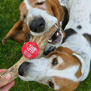 Elk Antler Dog Chews | All-Natural Whole and Split Elk Antler Chews for Dogs - Pristine Pet Supply