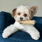 Elk Antler Dog Chews | All-Natural Whole and Split Elk Antler Chews for Dogs - Pristine Pet Supply