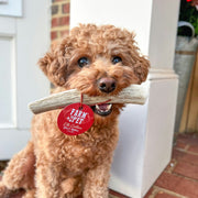 Elk Antler Dog Chews | All-Natural Whole and Split Elk Antler Chews for Dogs - Pristine Pet Supply