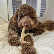 Deer Antler Dog Chews | Organic Chews for Dogs - Pristine Pet Supply