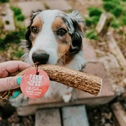 Elk Antler Dog Chews | All-Natural Whole and Split Elk Antler Chews for Dogs - Pristine Pet Supply