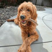 Elk Antler Dog Chews | All-Natural Whole and Split Elk Antler Chews for Dogs - Pristine Pet Supply