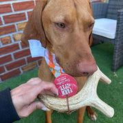 Deer Antler Dog Chews | Organic Chews for Dogs - Pristine Pet Supply