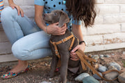 Euro-Dog Step In Leather Dog Harness