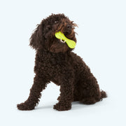 Hurley - Pristine Pet Supply