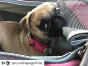 Mr. Peanut's Gold Series V2.0 Pet Carrier