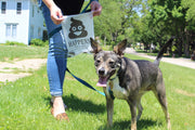 The Pet Gourmet Eco-Friendly Dog Poop Bags, 6 Refill Rolls (72 Count)