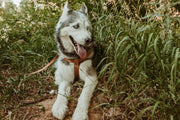 Euro-Dog Step In Leather Dog Harness