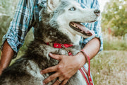 Euro-Dog Rolled Leather Quick-Release Dog Collar