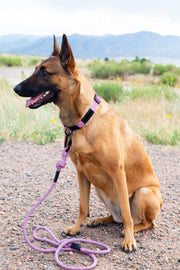 Euro-Dog Climbing Rope Dog Leash