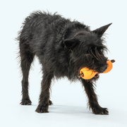 Qwizl - Pristine Pet Supply