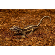 ReptiEarth Breeder Blocks and Bundles