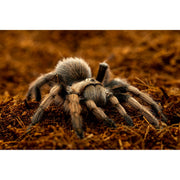 ReptiEarth Breeder Blocks and Bundles