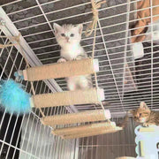 Wooden Cat Climbing Bridge & Sisal Scratcher