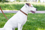 Euro-Dog Pro Line Hunting Leather Collar and Leash Set