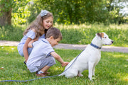 Euro-Dog Pro Line Hunting Leather Collar and Leash Set