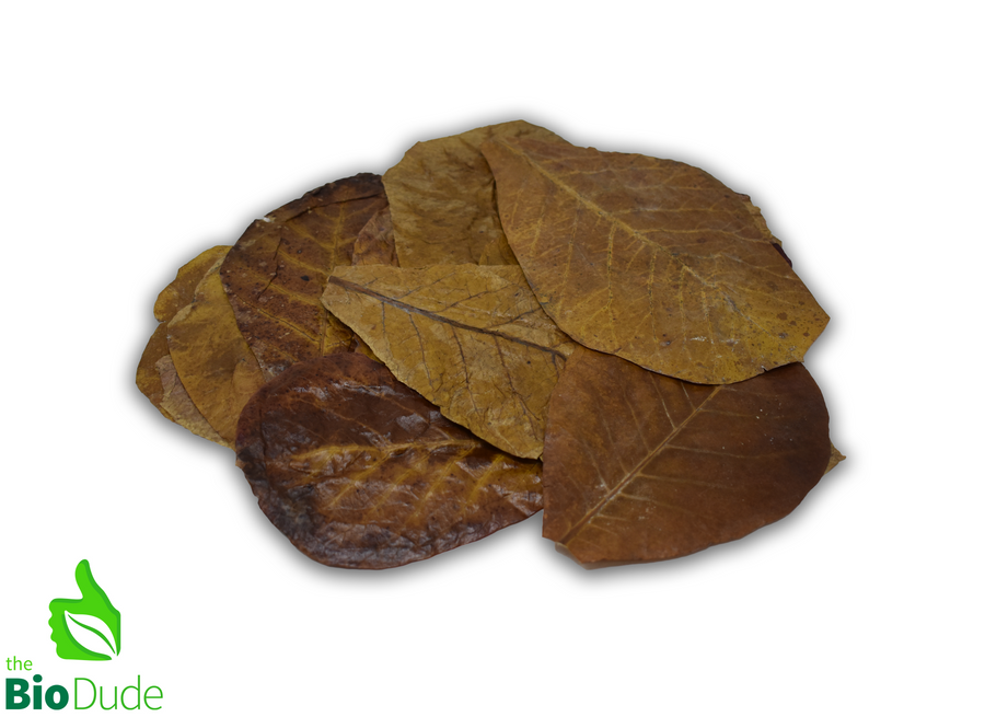 The Bio Dude Reptile Decor – Colombian Indian Almond Leaf Litter, 15 Count