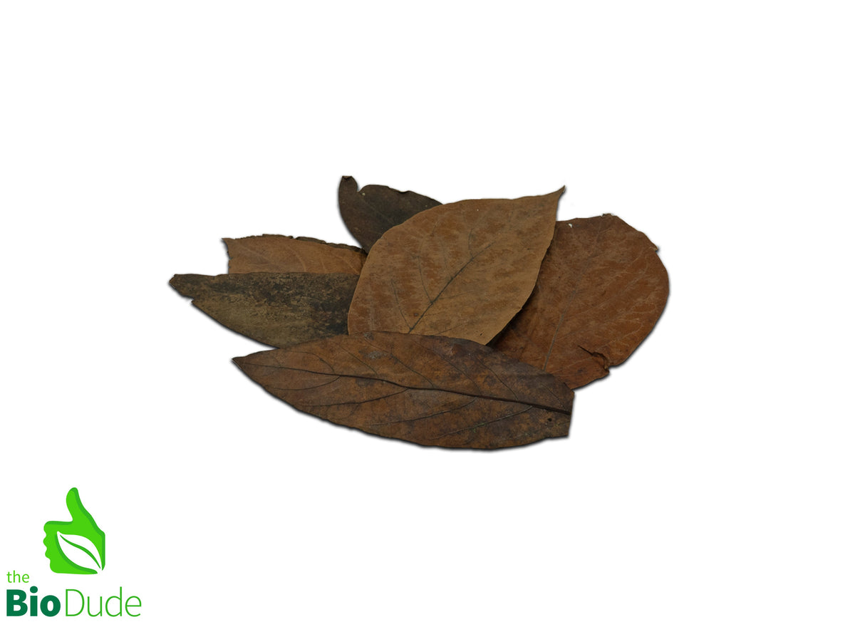 The Bio Dude Reptile Decor – Colombian Avocado Leaf Litter, 20 Count