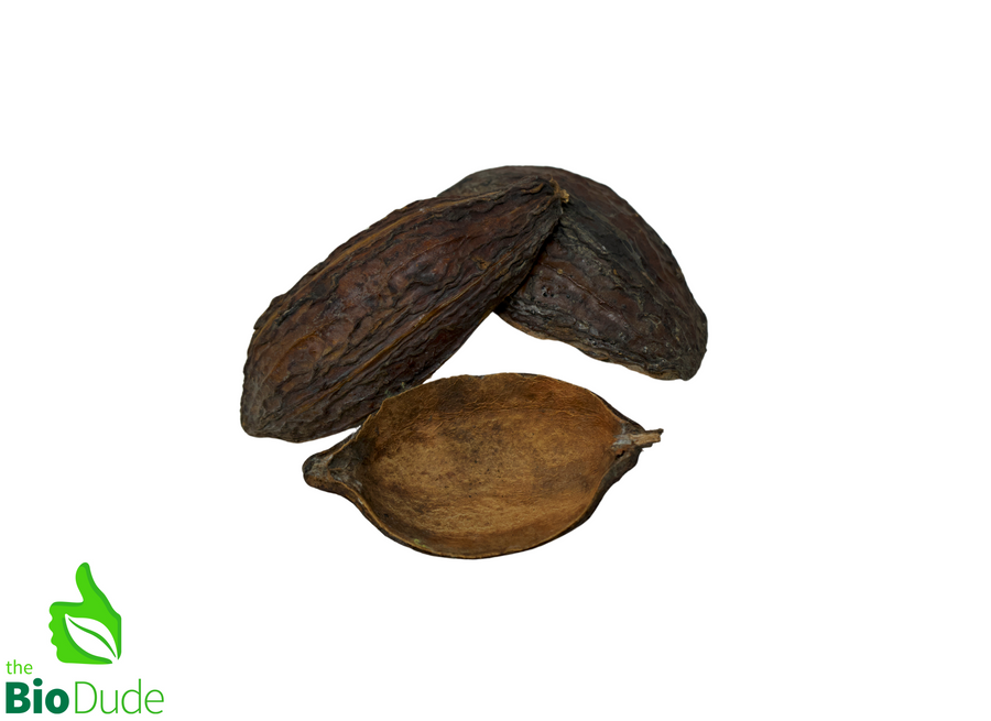 The Bio Dude Reptile Decor – Colombian Cacao Seed Pod