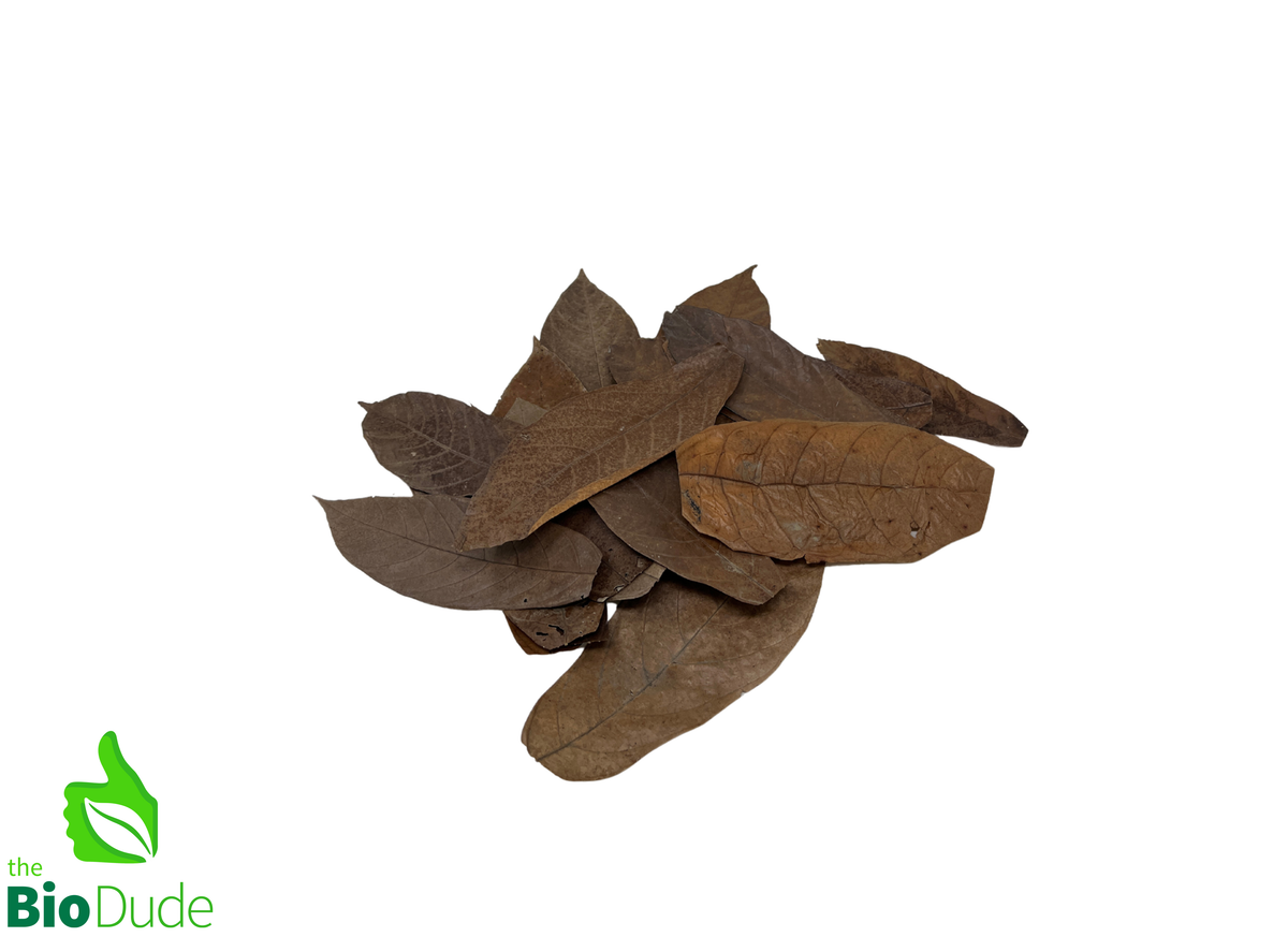 The Bio Dude Reptile Decor – Colombian Cacao Leaf Litter, 20 Count