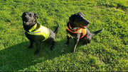 Lightweight Dog Vest – Large