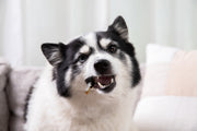 Salmon Skin Dental Chews for Dogs and Cats - Pristine Pet Supply