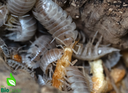 The Bio Dude Isopod Crunchies Freeze-Dried Krill – 3 Pack