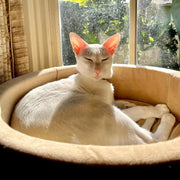 K&H Thermo-Kitty Heated Cat Bed - Pristine Pet Supply