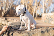 Euro-Dog Pro Line Leather Hunting Dog Leash