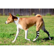 NeoAlly Rear Leg Hock Brace with Spring Strips – Long, Pair - Pristine Pet Supply